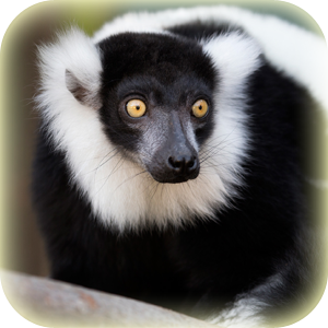 mammals tigers pumas panthers lemurs more lemars animal