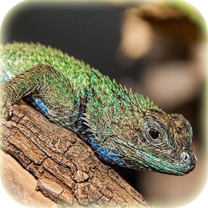 reptiles amphibians swift emerald