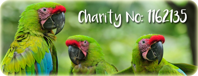 rehoming parrots uk rehoming parrots uk