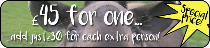 Tapir price banner