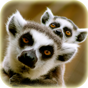Mammals at Lincs Wildlife - Ring Tailed Lemurs