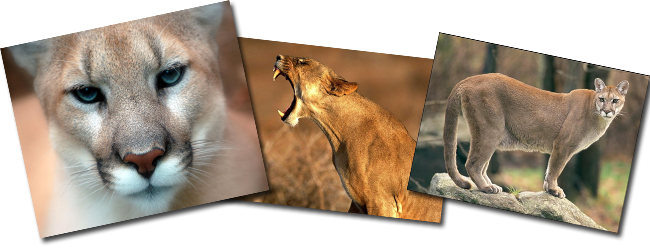 Puma collage (who's next)