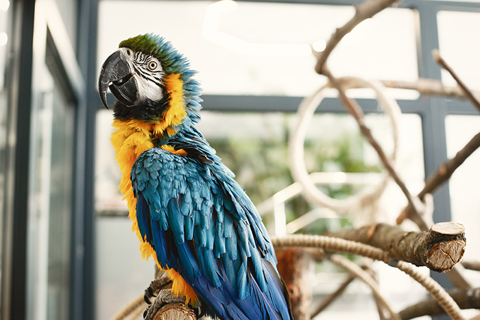 Colorful parrot blue yellow and black