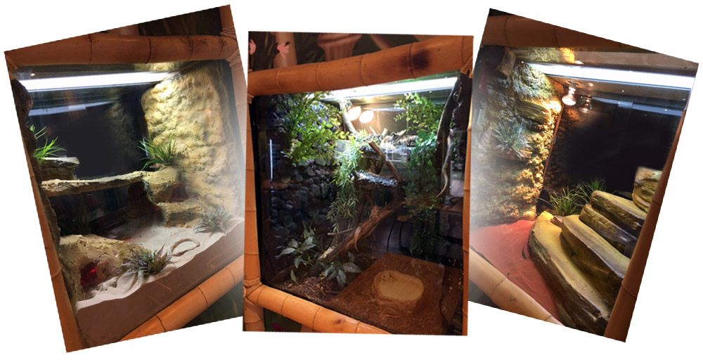 rainforest-feature