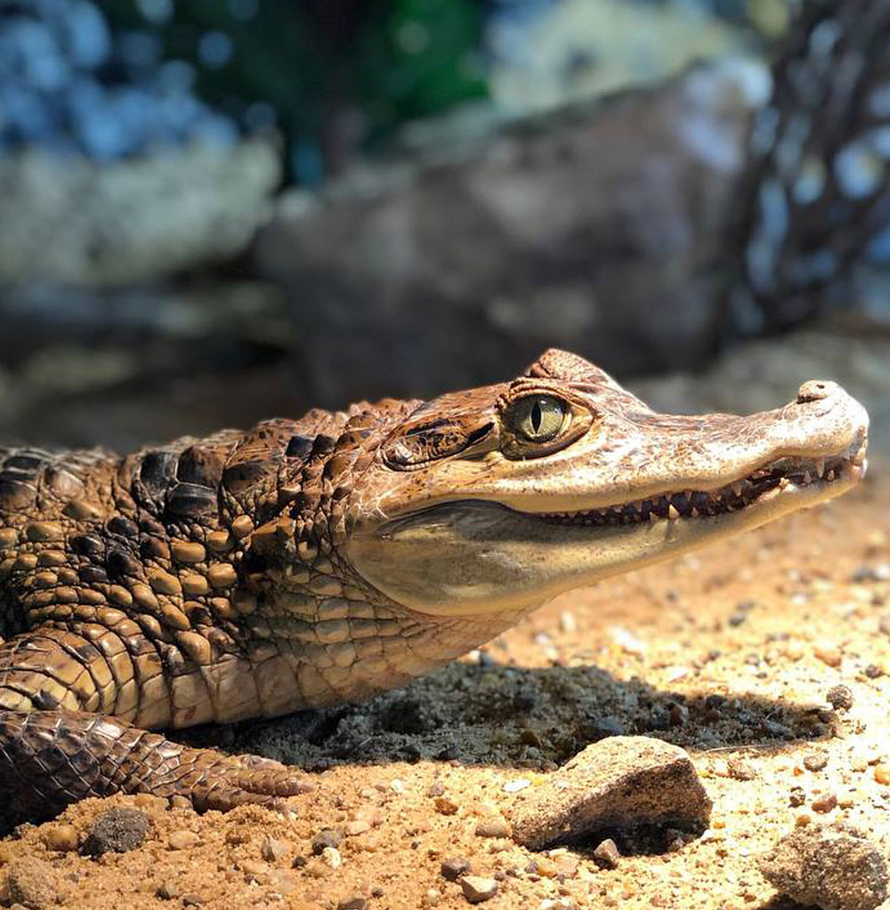caiman-web