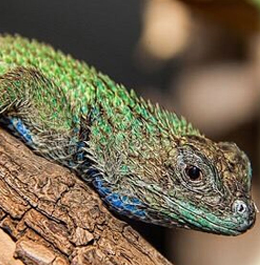 emerald-swift