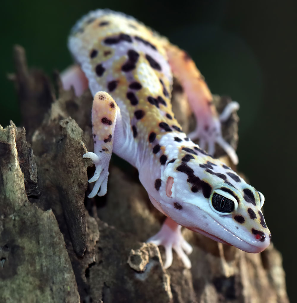 leopard-gecko