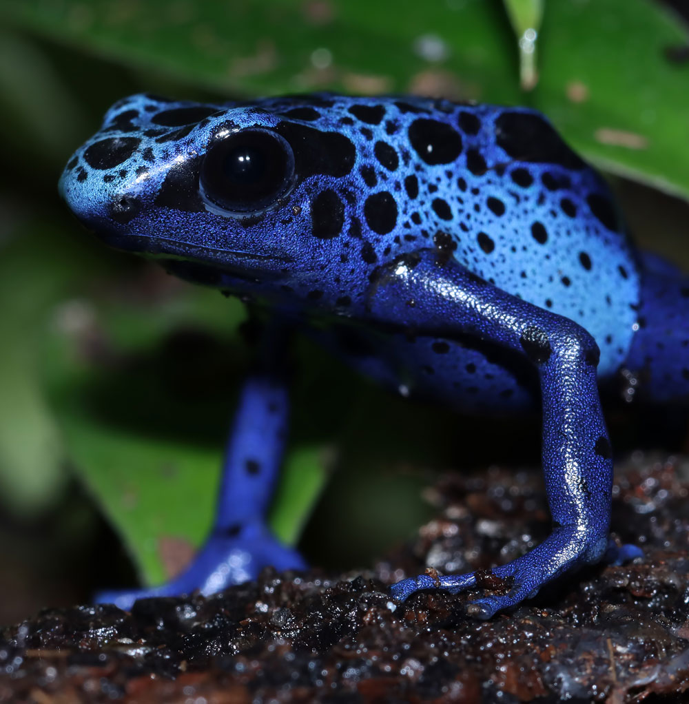 poison-dart-frog