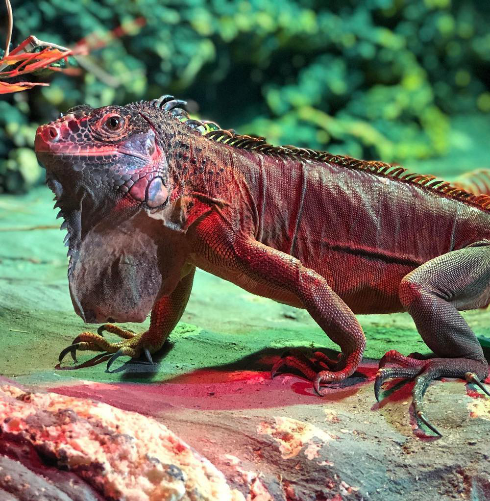 red-iguana-web2
