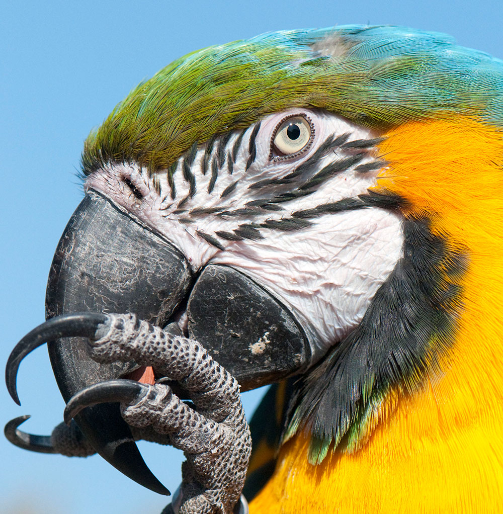 residents-parrots