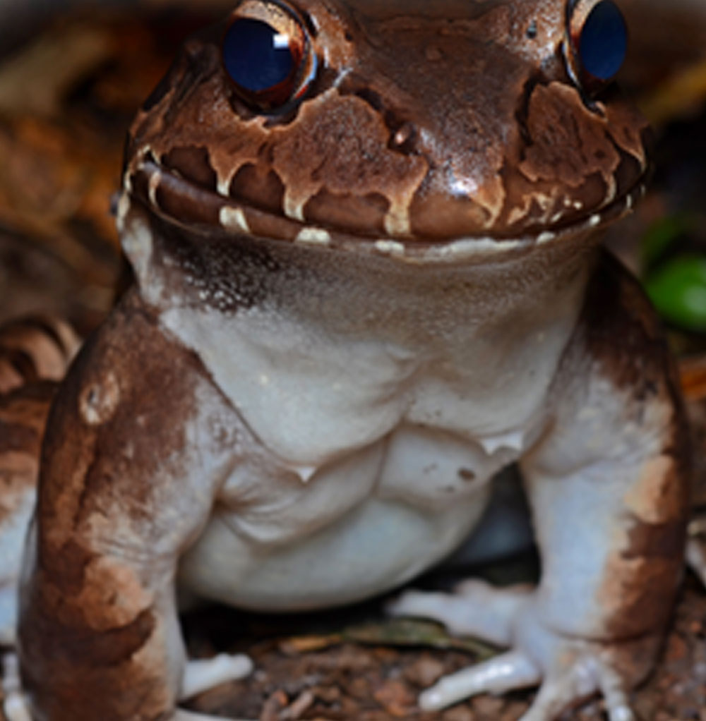 smoky-jungle-frog
