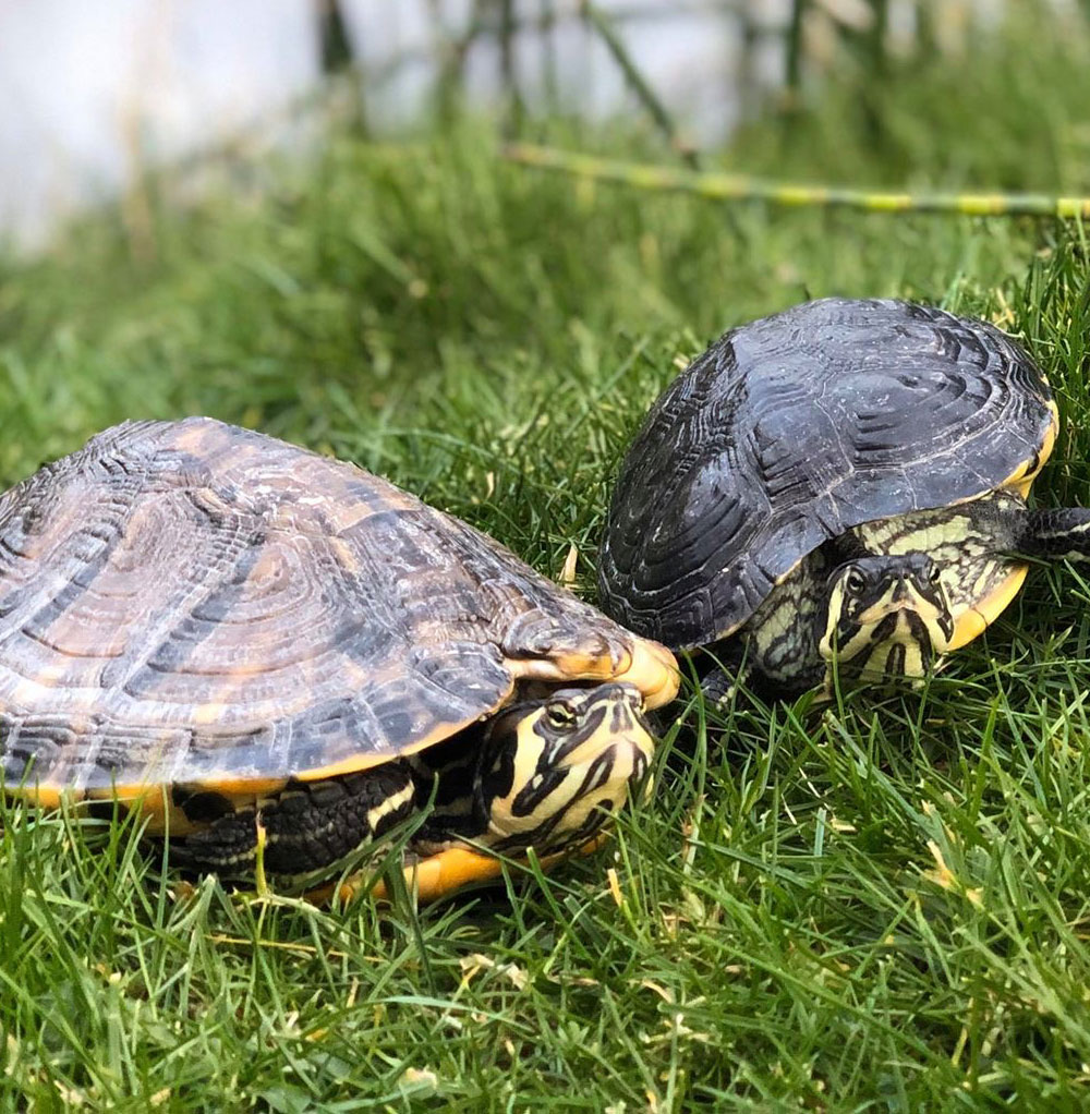 turtles-web