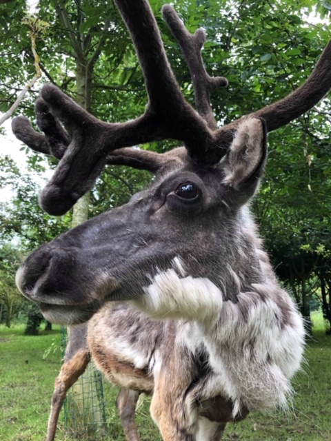 Closeup shot of the head of a male elk next to another one