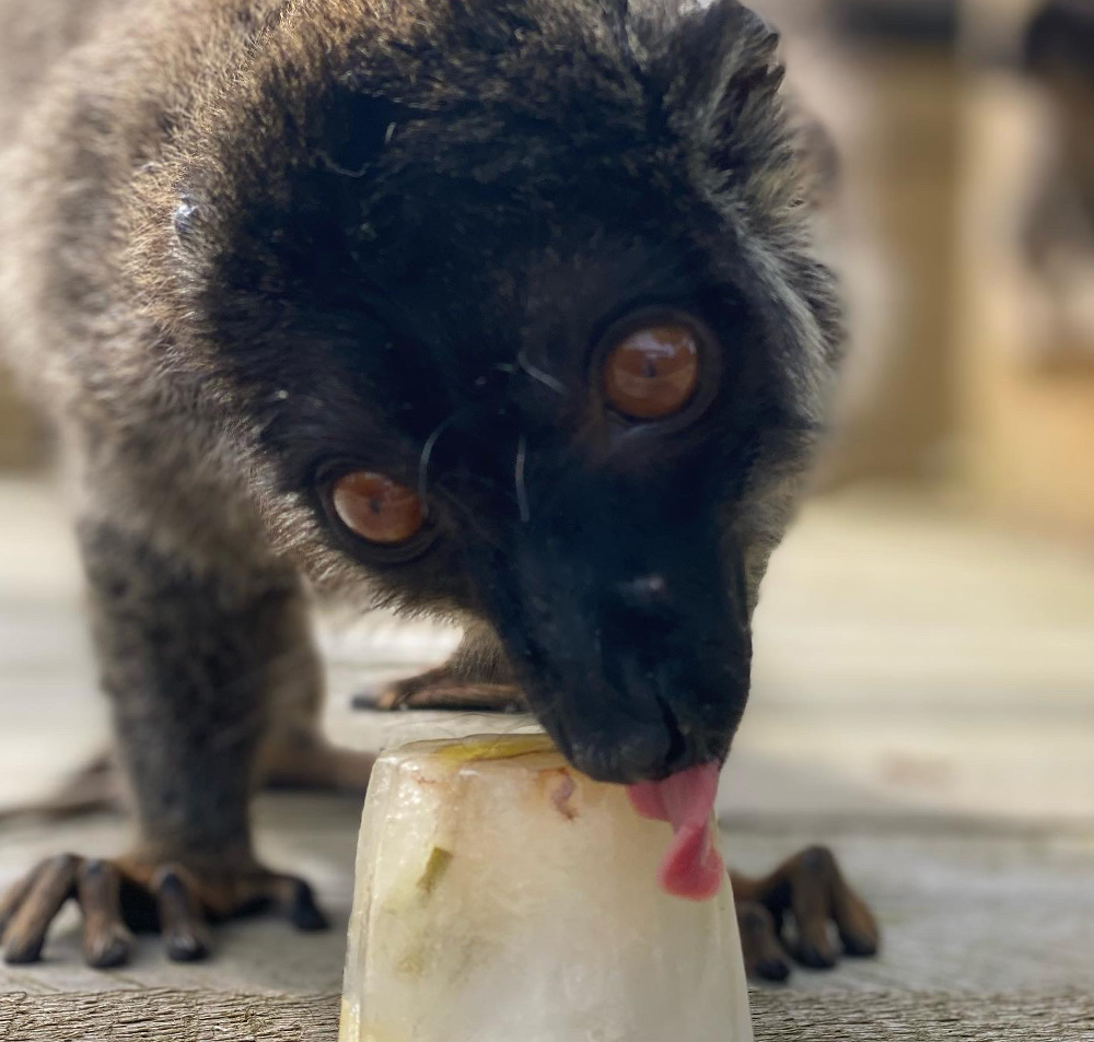 lemur-web