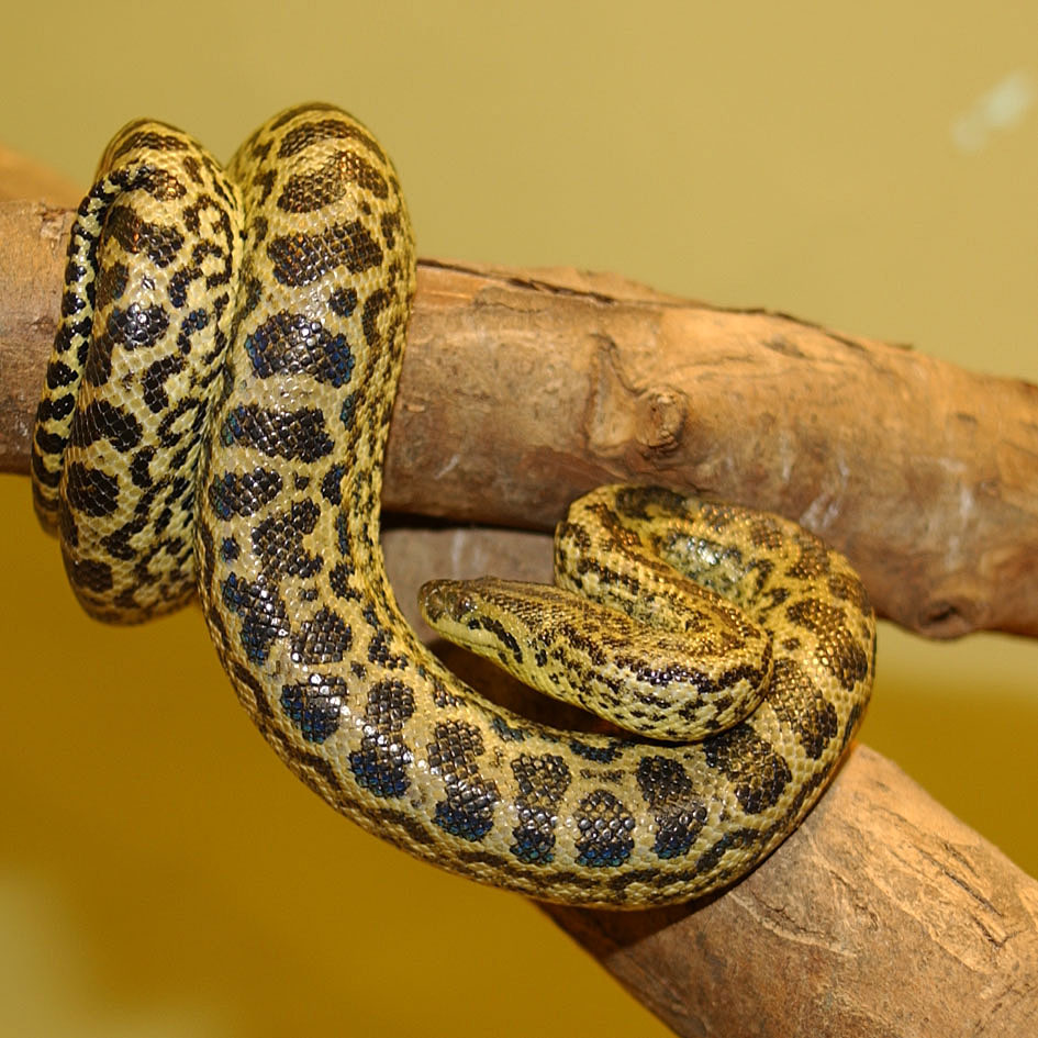 Anaconda_jaune_34