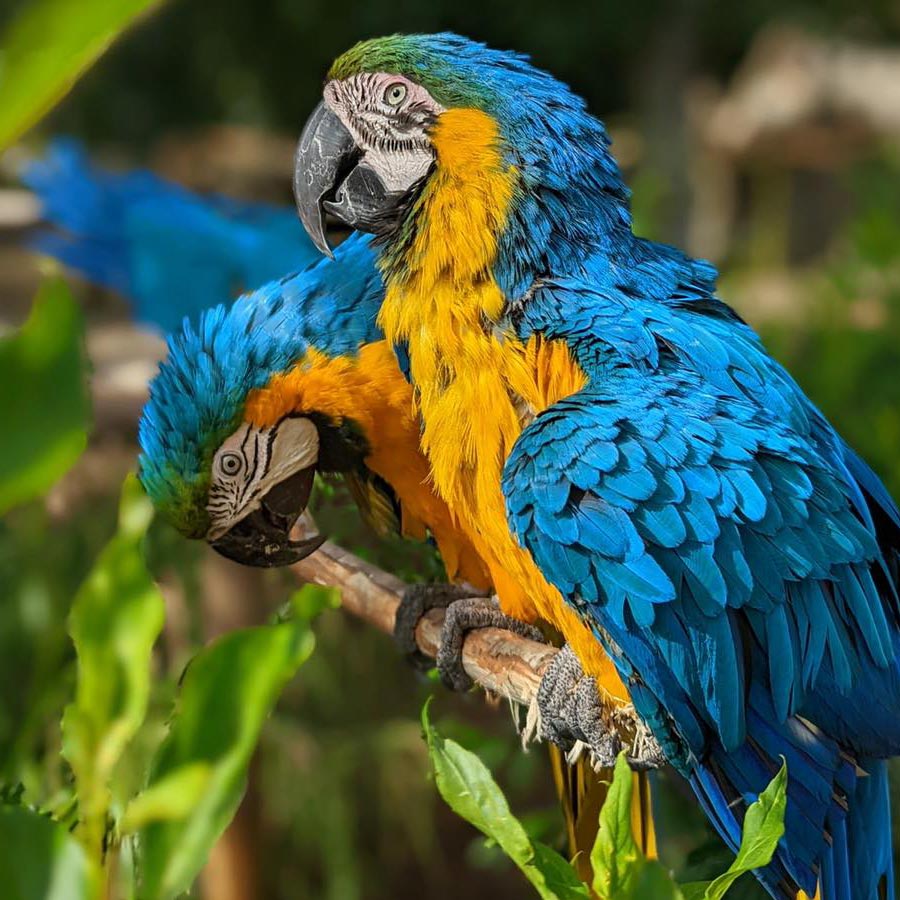 rehoming-support2 Wildlife Park Lincolnshire UK Zoo Lincolnshire UK Days Out With The Kids UK Cheap Days Out Lincolnshire UK Family Days Out Snake Experience Girl Holding Snake Snake Handler Wild Animal Experience Zoo Keeper School Visits Educational Visits Wild 4 Learning School Trip
