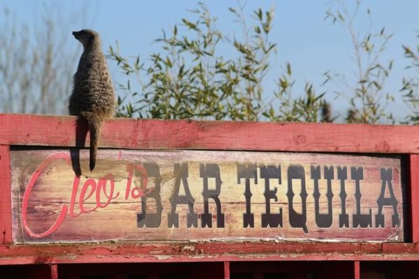 Meerkat experiences, popular animal encounters, meerkats, compare the market, animal encounters, feed animals, animal feed, Lincolnshire zoo, animal sanctuary, days out with kids