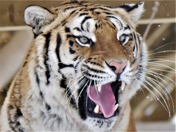 tiger, bengal tiger, bengal cat, lincolnshire, wildlife, animals, snow, whiskers, experience, encounter, gift, animal lover, alex white tiger family, aleks