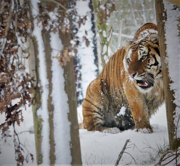 Tiger Experience - Image 4