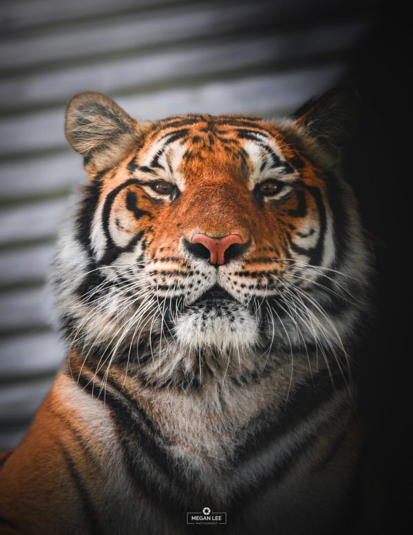 tiger, Bengal tiger, cat, big cat, Lincolnshire, wildlife park, Skegness, experience, animal encounter, photography