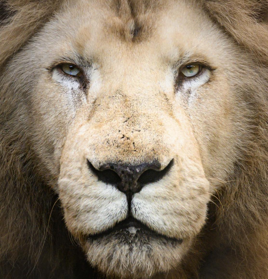 White lion, big cat experience, Lion experience, wild lions, cat Lincolnshire Skegness Boston uk northern England experience animals, lion encounter, wildlife charity sanctuary day out close encounter, african lion