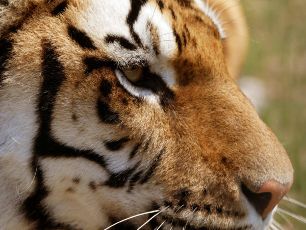 Bengal tiger, meet tigers, tiger experiences, tiger tours, Tigers UK, Lincolnshire zoo, days out with kids, gifts, animal encounters