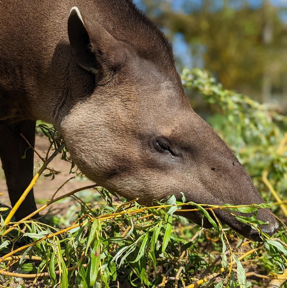tapir, cecil, lowland tapir, brazilian tapir, funny animals, cute animals, day out, lincolnshire, places to go, things to do, encounter, animal experience, meeting animals, animals, wildlife