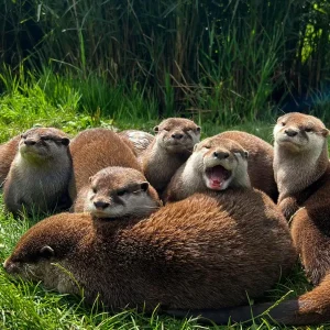 Short clawed otters living in animal sanctuary Lincolnshire zoo days out