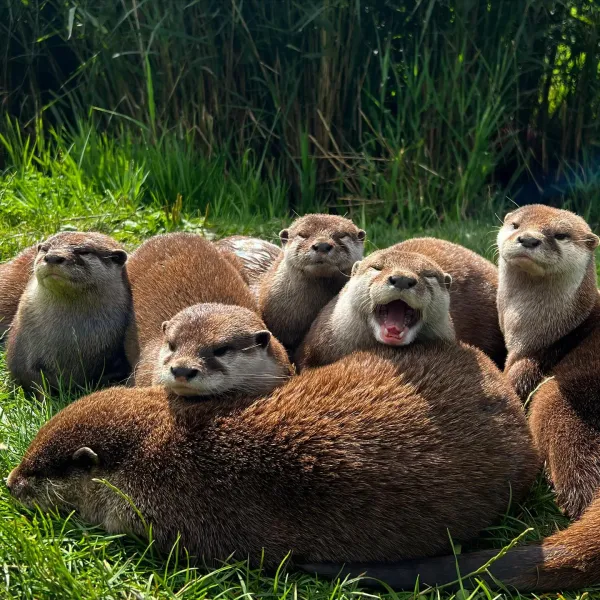 otter Short clawed otters living in animal sanctuary Lincolnshire zoo days out