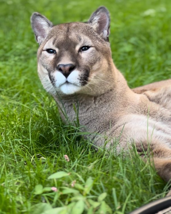Nigel the puma, 3 legged puma, mountain lion, Lincolnshire zoo, animal encounters