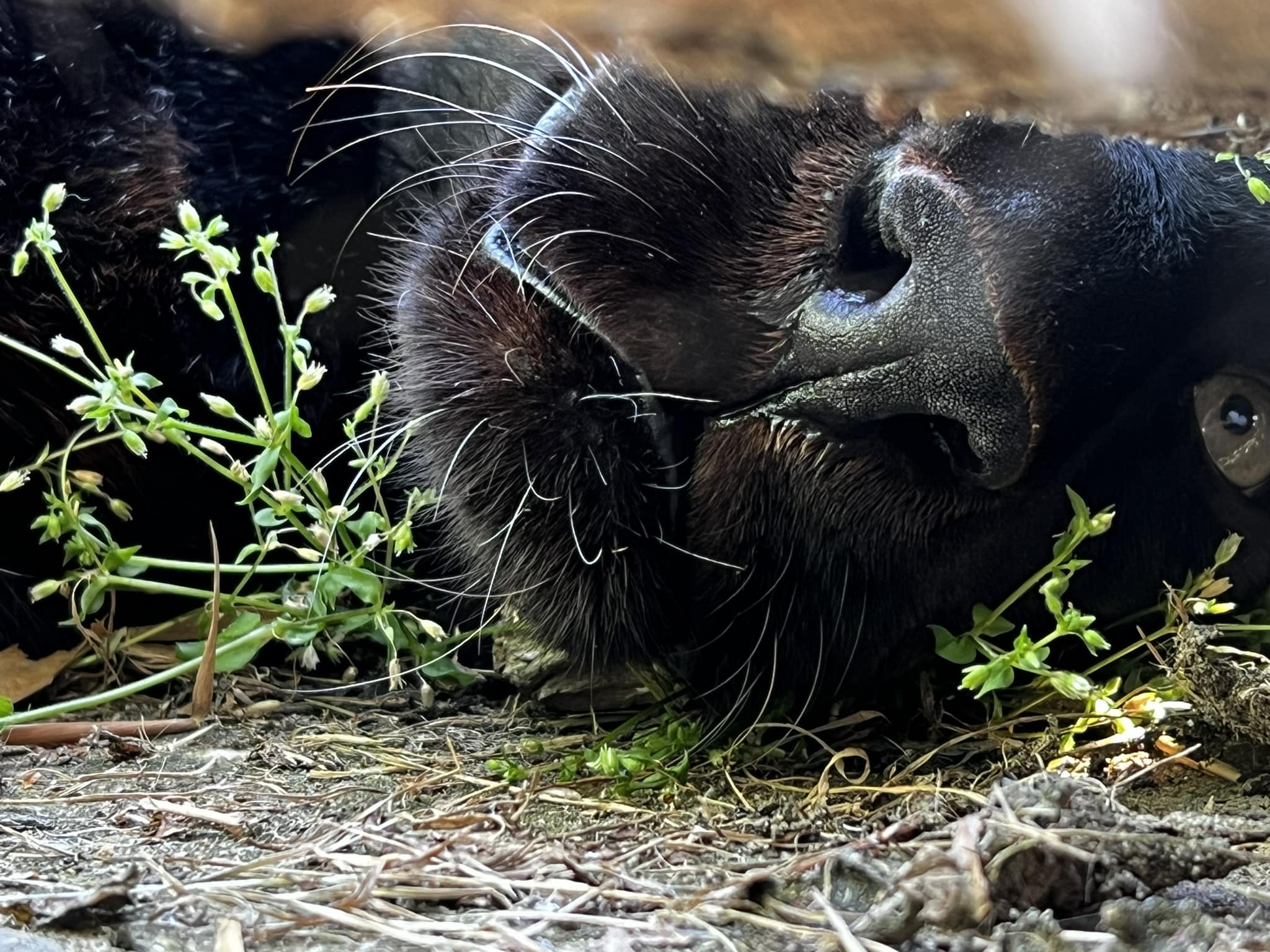 great days out, lincs wildlife, skegness, wolds, woodside, zoo, attraction near me, win