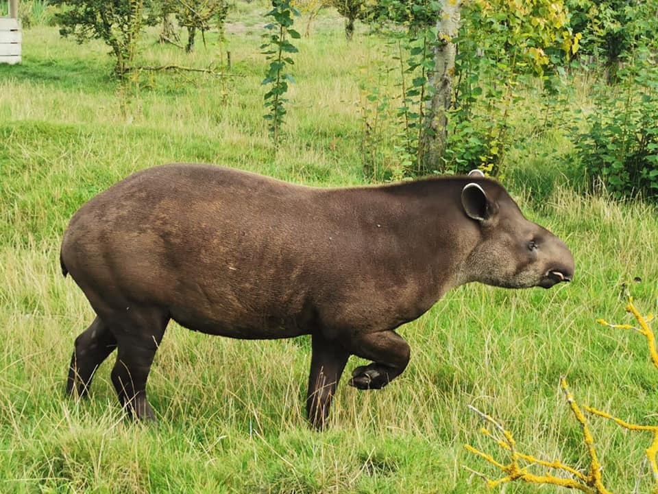 tapir, cecil, lowland tapir, brazilian tapir, funny animals, cute animals, day out, lincolnshire, places to go, things to do, encounter, animal experience, meeting animals, animals, wildlife