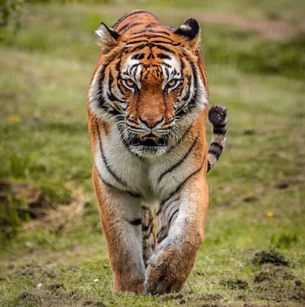 Bengal tiger, meet tigers, tiger experiences, tiger tours, Tigers UK, Lincolnshire zoo, days out with kids, gifts, animal encounters