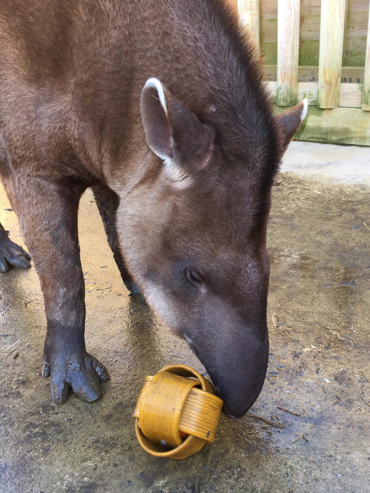 Tapir Experience