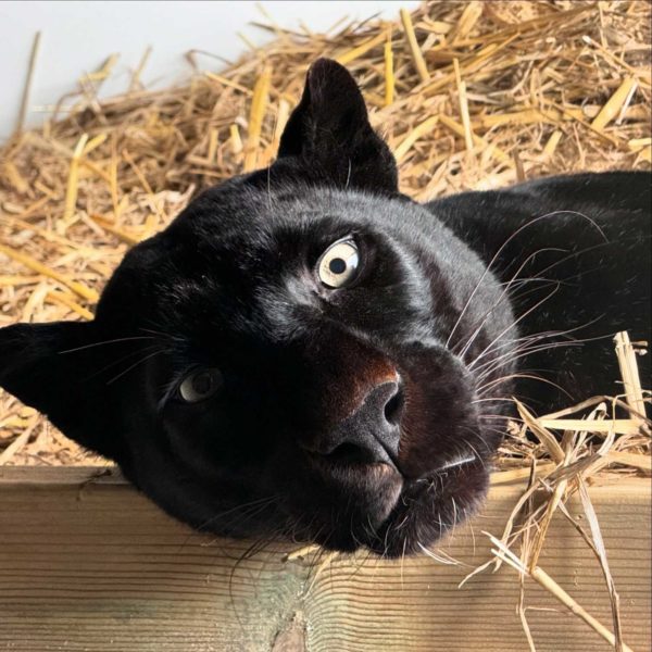 Black leopard, feed meet and greet close up experiences and encounters uk zoo days out with kids gifts