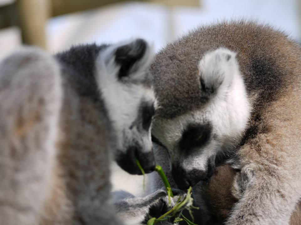 Lemurs close Group of lemurs, ringtailed lemurs, lemur experiences, ring tailed, mammals, animal sanctuary