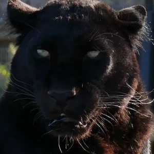 Black leopard experience, Leopard feed, leopard encounter, meet a leopard, leopard enrichment, Lincolnshire zoo, visit animal sanctuary, charity, days out, gift ideas, lincoln zoo, zoo