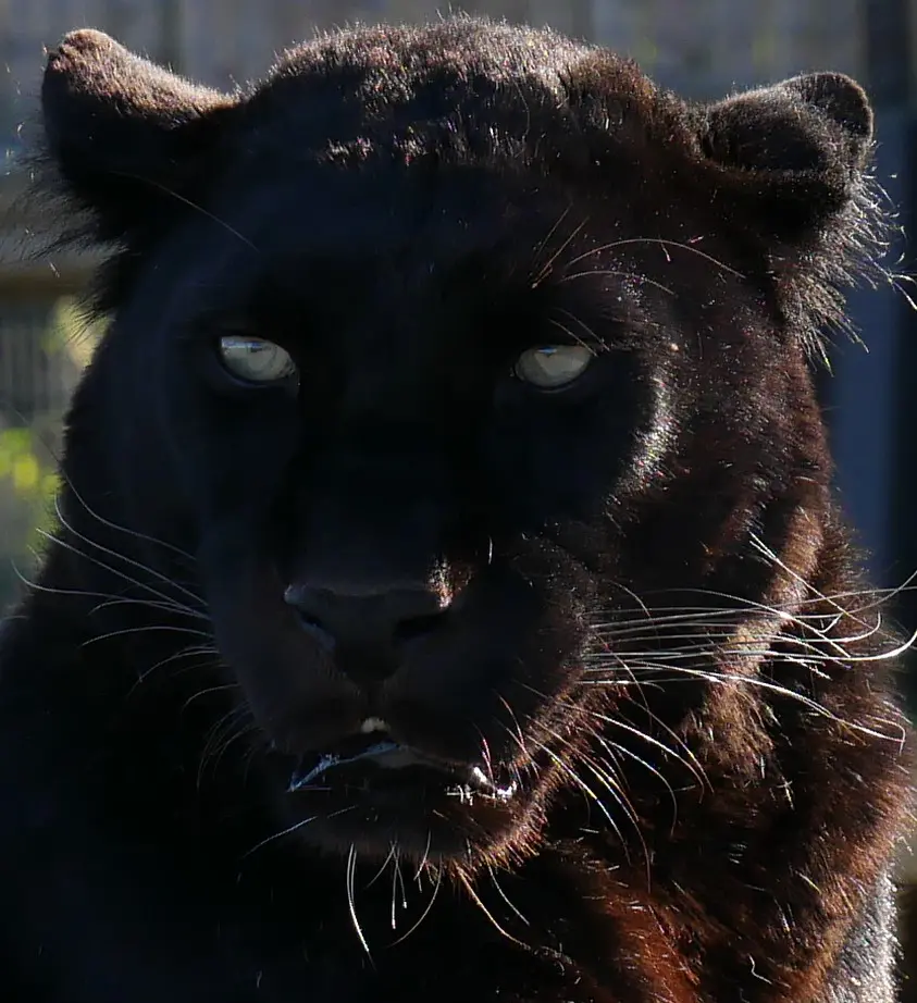 Black leopard experience, Leopard feed, leopard encounter, meet a leopard, leopard enrichment, Lincolnshire zoo, visit animal sanctuary, charity, days out, gift ideas