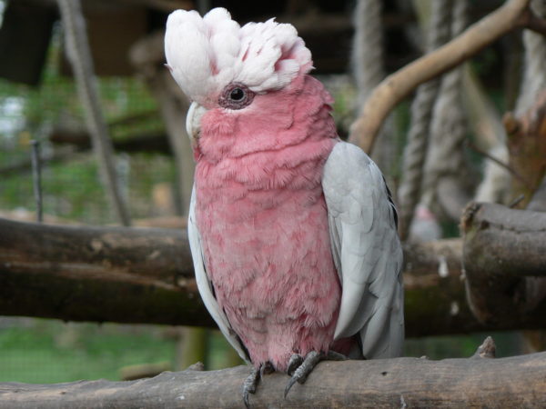 animal sanctuary