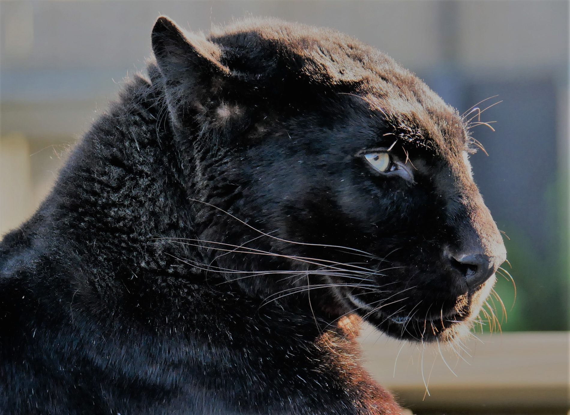 Black Leopard Animal Black Leopard Animal