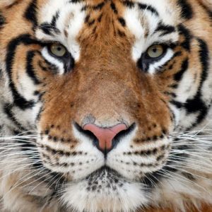 Tiger tours, tiger encounters, tigers UK, up close to tigers, Virgin experience days, experience packages Lincolnshire zoo, days out gift packages, bengal tigers, feed tigers, tiger experience