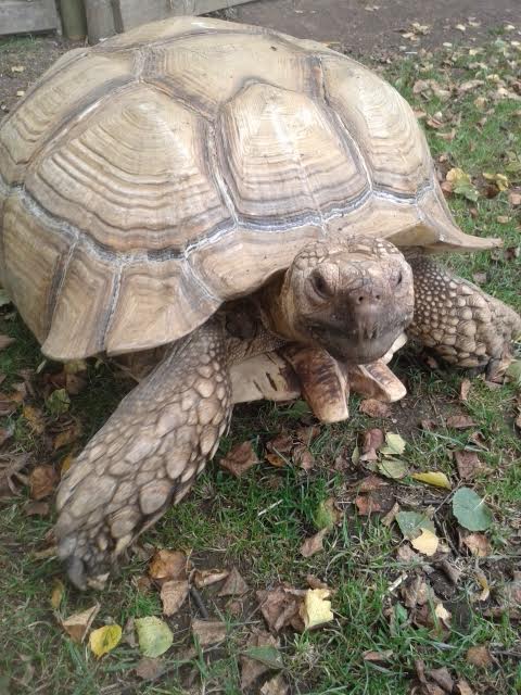 Tortoise Keeper - Image 4