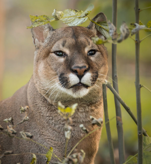 puma, nigel puma, puma experience, mountain lion, mountain lion encounter, puma experience, puma encounter, day out, big cat, woodland walks