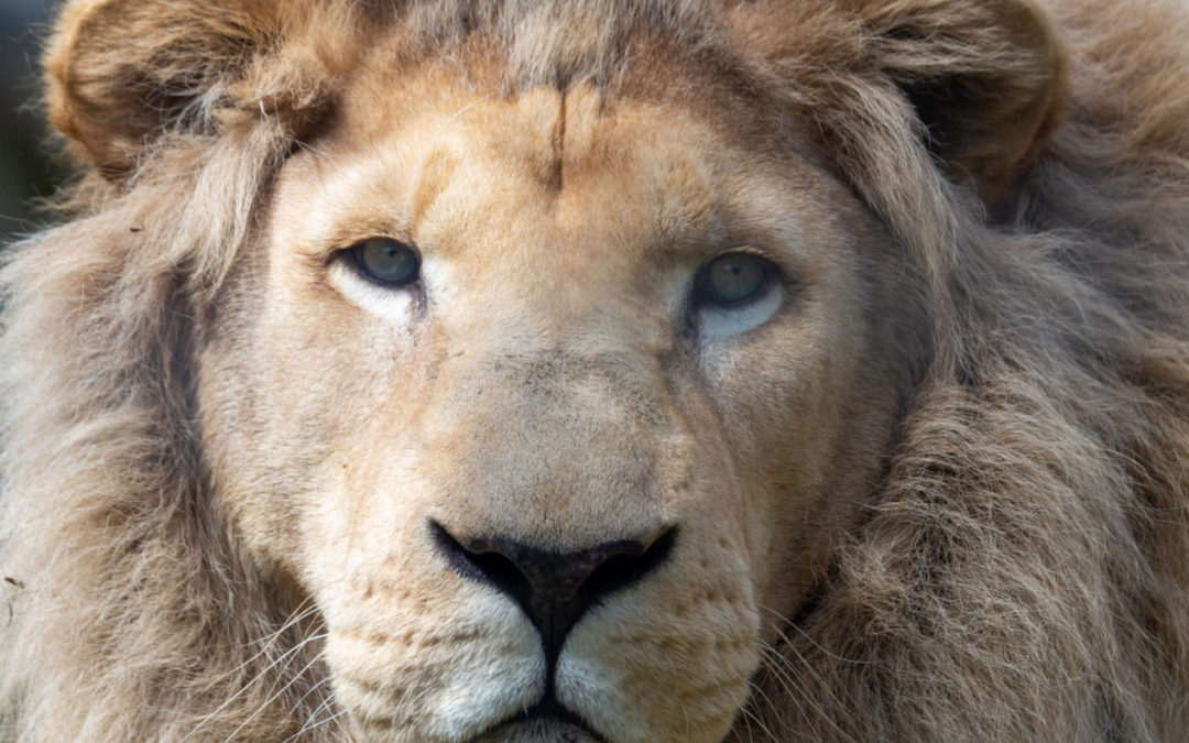 The White Lions – Pascha and Uganda