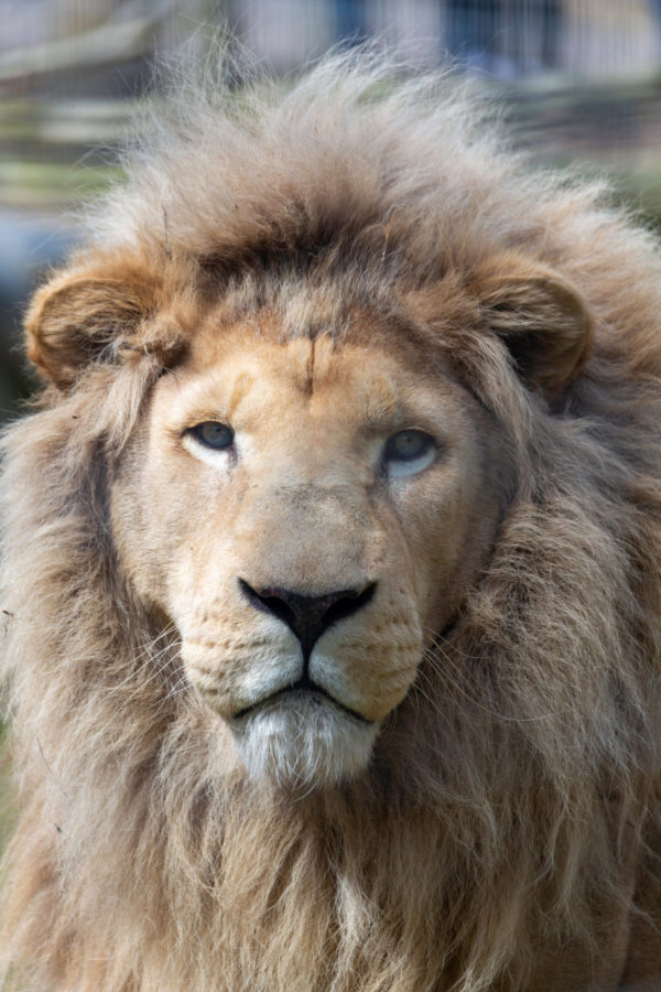 Wayne Shardlow, white lion, African lion, king, lion, lion encounter, lion experience, animal sanctuary