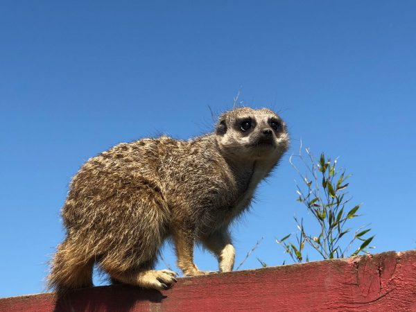 meerkat, cute animals, cute, wildlife, feed the animals, animal encounter, lincolnshire, lincolnshire zoo, animal feed, gift, gift experience, skegness,