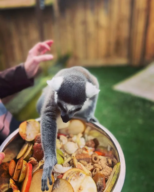 lemurs, lemur, cute animals, furry animals, wildlife, experience, gift voucher, gift experience, lincolnshire, east coast, things to do, family day, feed the animals, skegness, boston, cute, food, eating, healthy