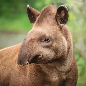 Tapir encounter, Tapir experience, animal encounters, Lincolnshire zoo, days out, gift ideas, zoo animals, zoo, animal sanctuary