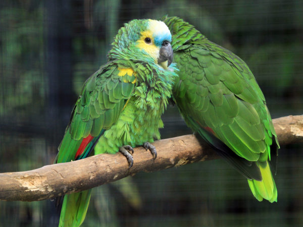 Amazon parrot, sponsapopll, sponsor, adopt, beyonce singing parrot, zoo animals, zoo, sanctuary, parrots