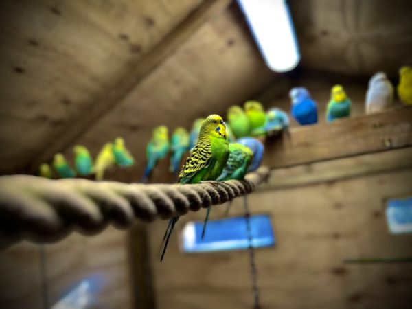 Budgie, birds, sanctuary, great day out, charity, the parrot zoo, animal sanctuary, zoo